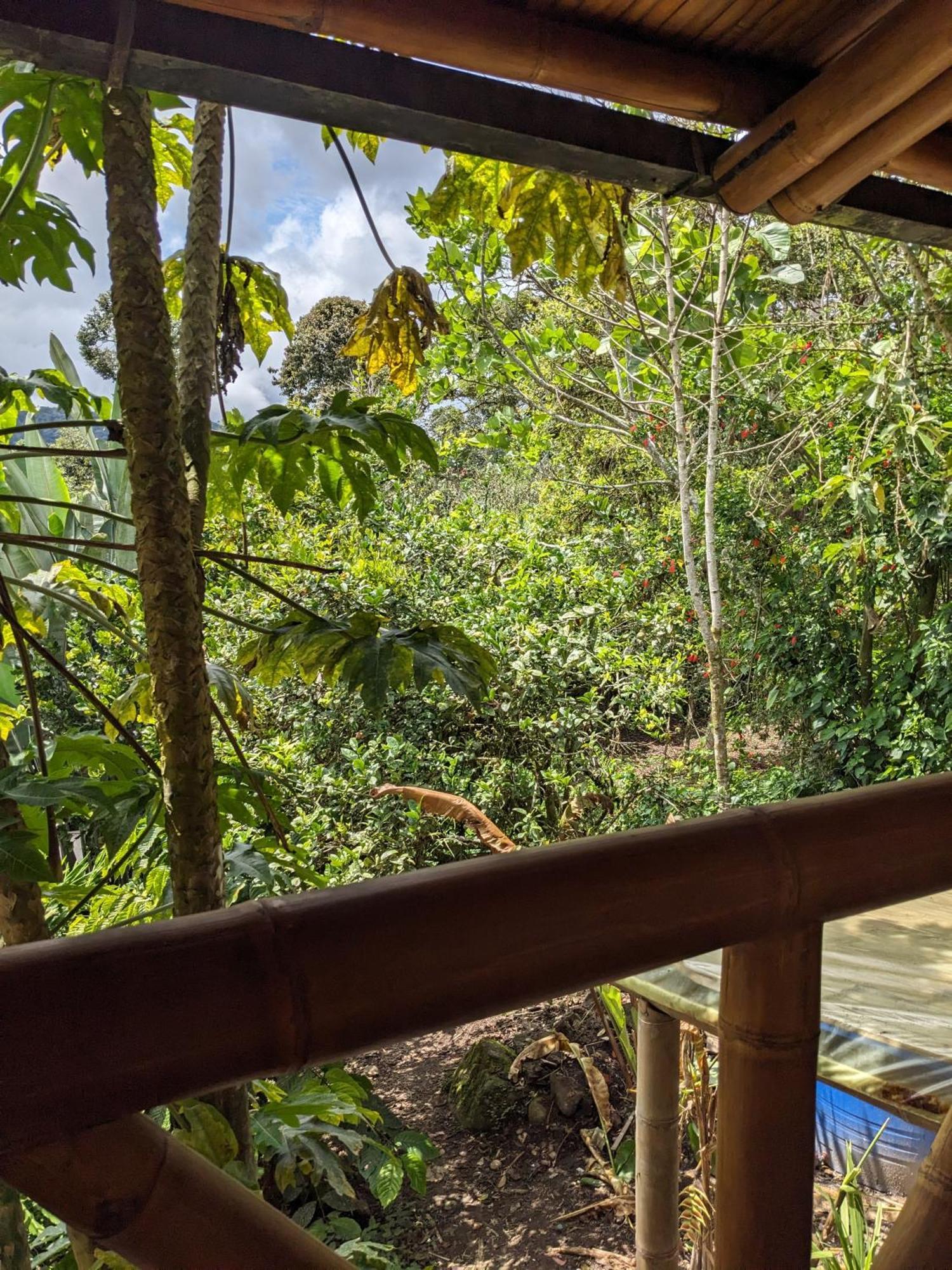 Golden Tree Mindo Eco-Lodge Εξωτερικό φωτογραφία