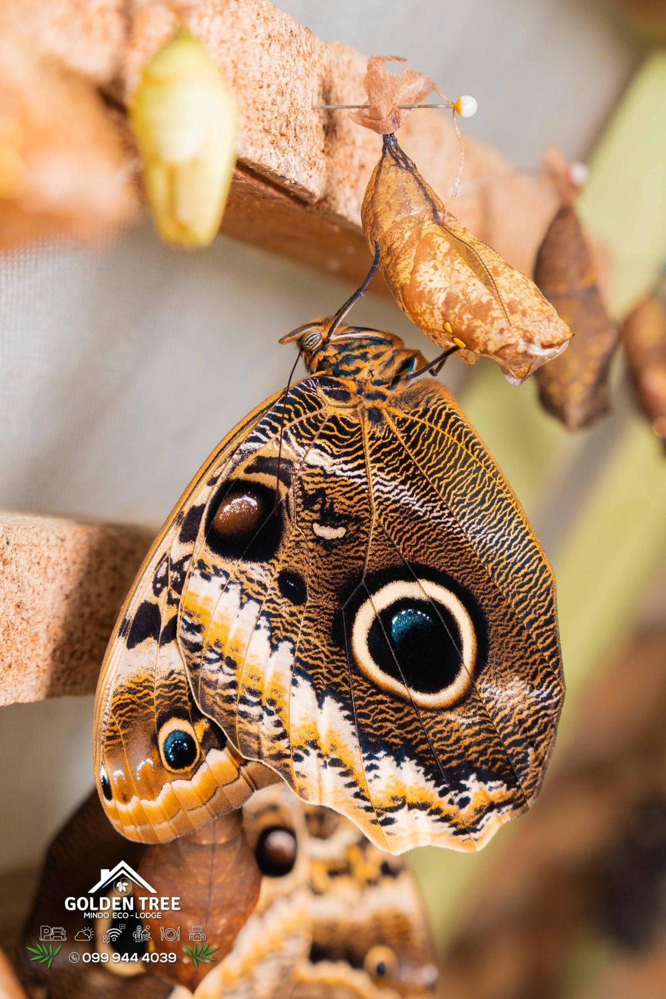 Golden Tree Mindo Eco-Lodge Εξωτερικό φωτογραφία